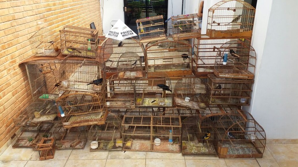 Polícia prende homens com 86 pássaros silvestres em Espinosa (MG)