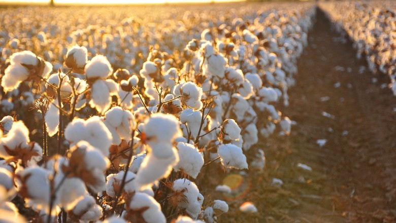 Premiação vai reconhecer melhores práticas de algodão agroecológico