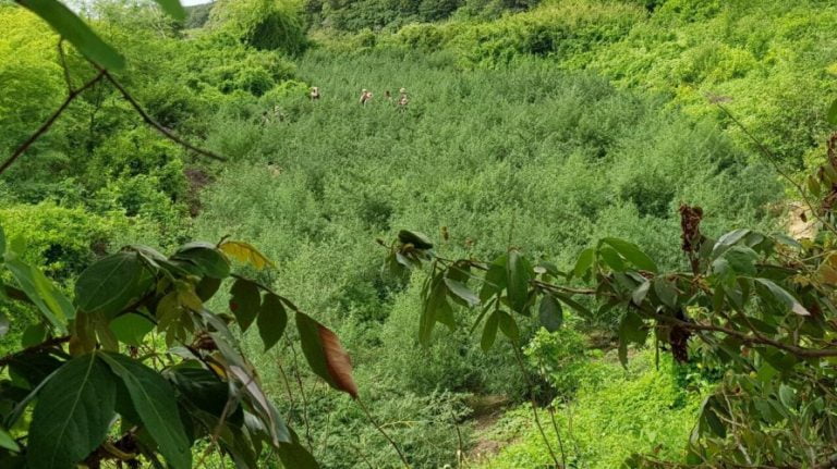 Polícia apreende 25 mil pés de maconha na Bahia