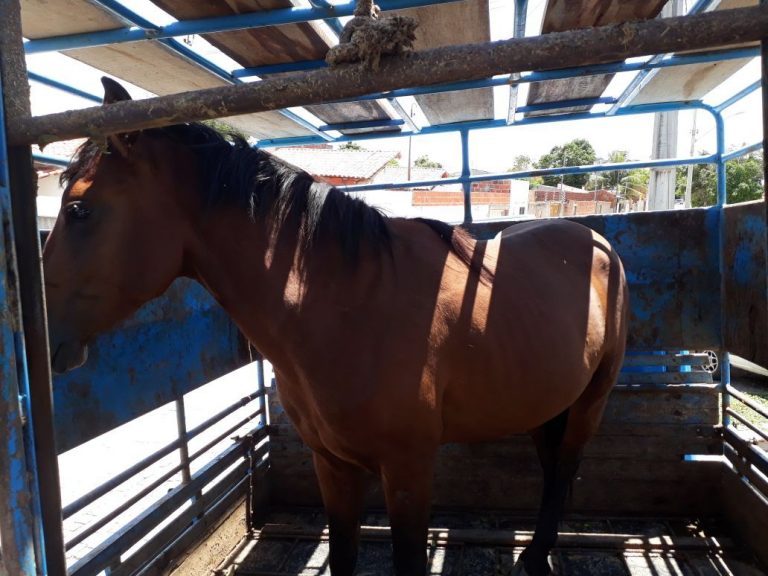Superintendência de Trânsito recolheu 258 animais de vias em 14 meses