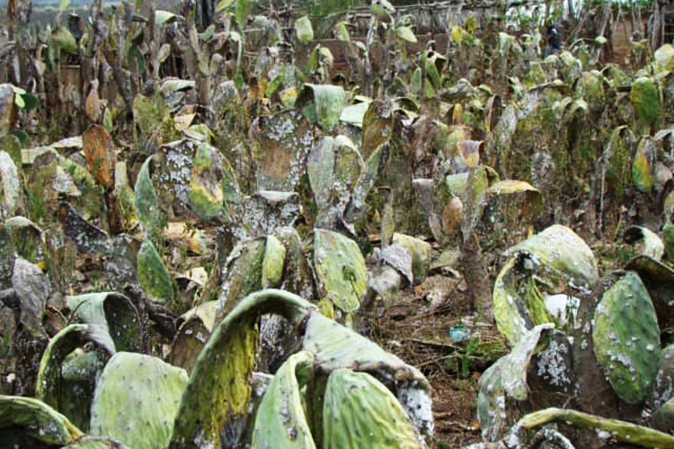 Adab constata focos de praga em palmaria no município de m Botuporã