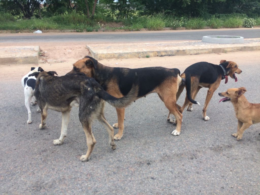 Número de cães soltos nas ruas de Guanambi é cada vez maior