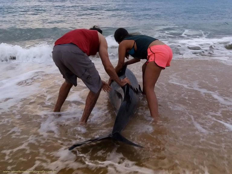 Turistas salvam baleia encalhada em Porto Seguro