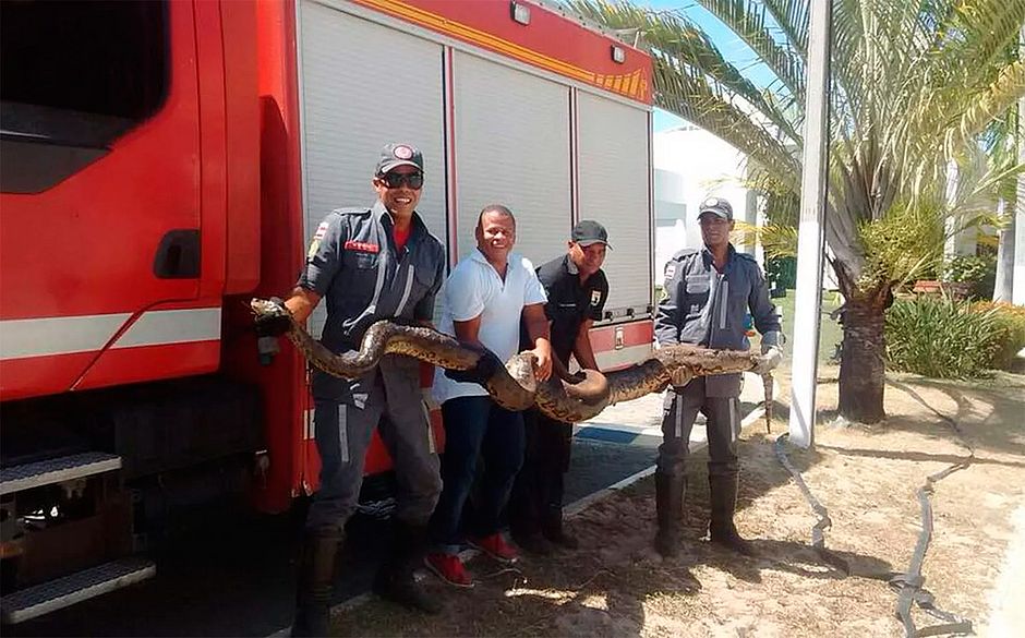 Bahia: Sucuri de 4 metros é resgatada com queimaduras após incêndio em vegetação