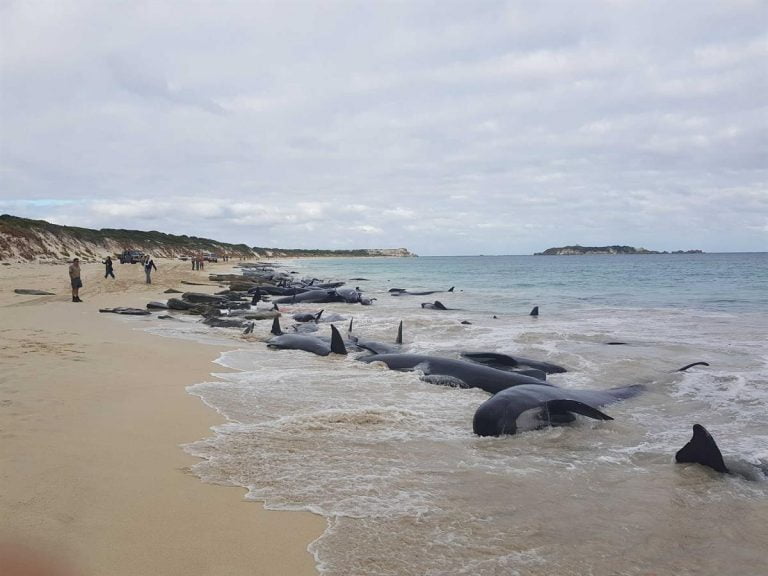 Mais de 150 baleias encalharam na Austrália