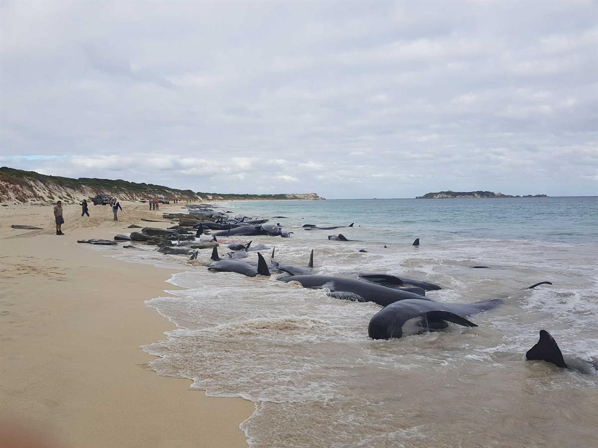Mais de 150 baleias encalharam na Austrália