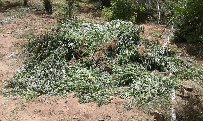 Polícia apreende 30 mil pés de maconha no Nordeste Baiano