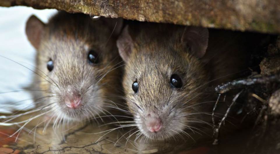 Policiais culpam ratos pelo desaparecimento de 540 kg de maconha