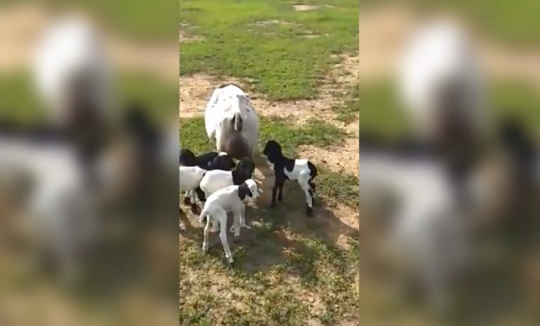 Ovelha dá à luz cinco filhotes em fazenda na Bahia