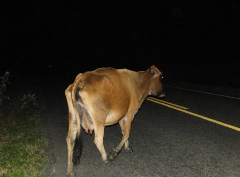 Veículo bate em vaca na BR-030 em Malhada