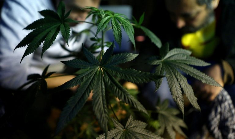 maconha canabidiol