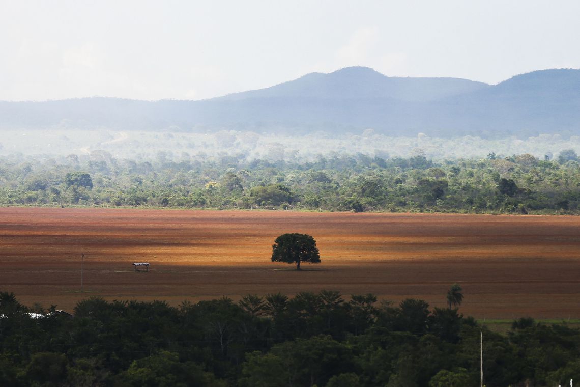 Desmatamento e ocupação desordenada ameaçam conservação do Cerrado