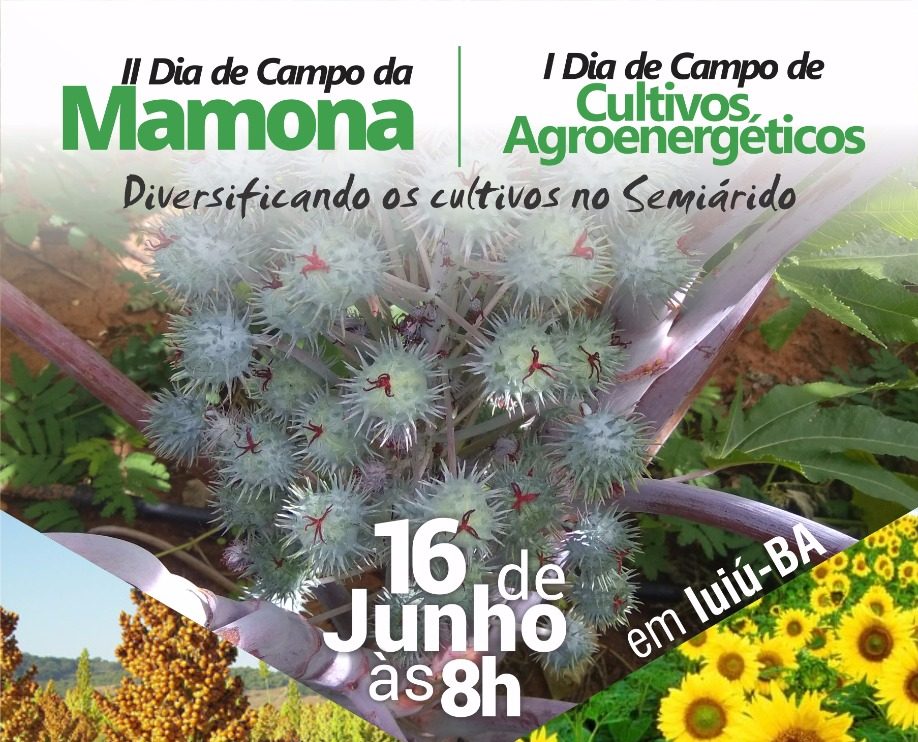 IF Baiano realiza Dia de Campo sobre Mamona e Cultivos Agroenergéticos em Iuiú