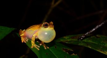 Expedições à Amazônia identificam 12 novas espécies de animais