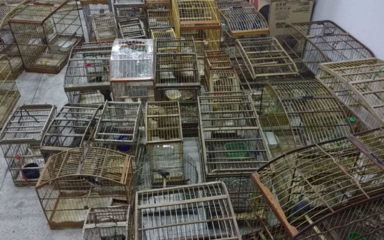 Bahia: Inema apreende 500 pássaros em operação