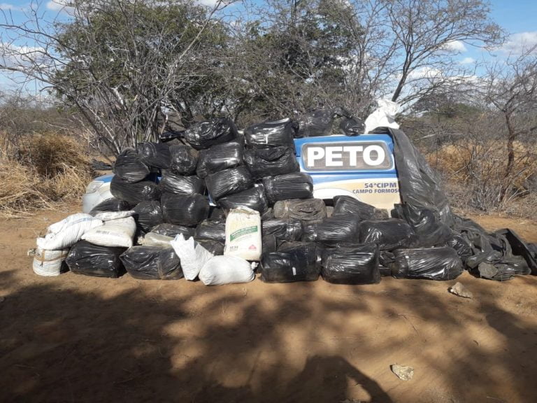 Polícia encontra plantação com 100 mil pés de maconha no Nordeste da Bahia