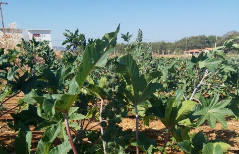 Pesquisas do IF Baiano sobre cultivo de mamona são destaques na SBPC