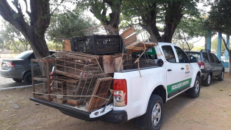 Secretaria de Agricultura e Meio Ambiente de Guanambi realiza apreensão de pássaros silvestres