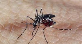 Mais de 500 cidades têm risco de surto de doenças causadas pelo Aedes