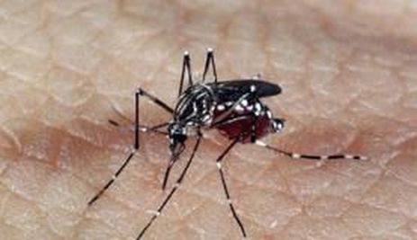 Ministério testa controle biológico de Aedes aegypti em três cidades