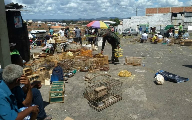 Levantamento da polícia aponta que 1.231 animais silvestres foram apreendidos em 2018 na Bahia