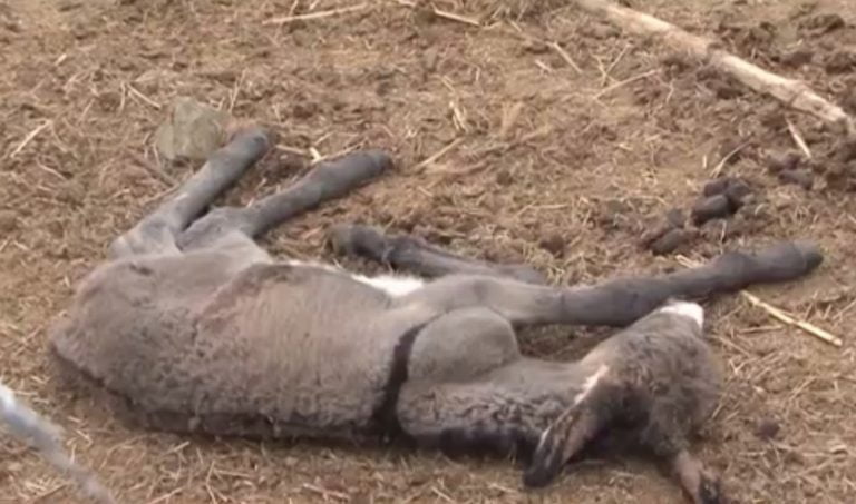 Com 200 jumentos mortos por maus-tratos, fazenda é interditada em Itapetinga
