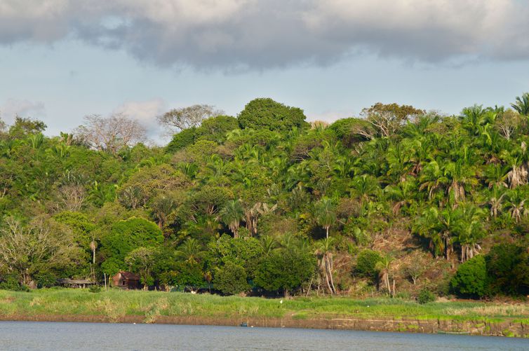 Bolsonaro diz que busca parceria internacional para exploração da Amazônia