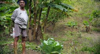 Plantio tradicional de quilombolas recebe título de patrimônio do país