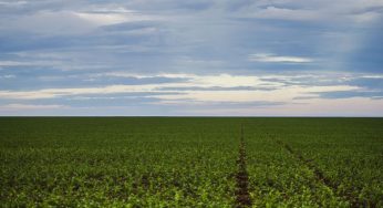 Produção agrícola aumenta área colhida em 2017, mas valor caiu 0,6%