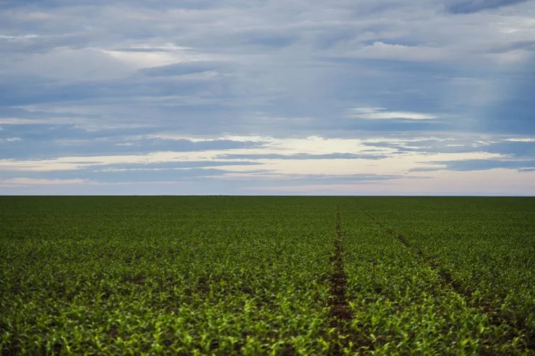 Produção agrícola aumenta área colhida em 2017, mas valor caiu 0,6%
