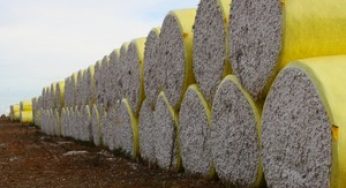 Bahia deve bater recorde em produção de algodão