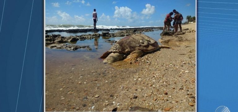 Mais de 100 tartarugas foram encontradas mortas em 2018 na Bahia