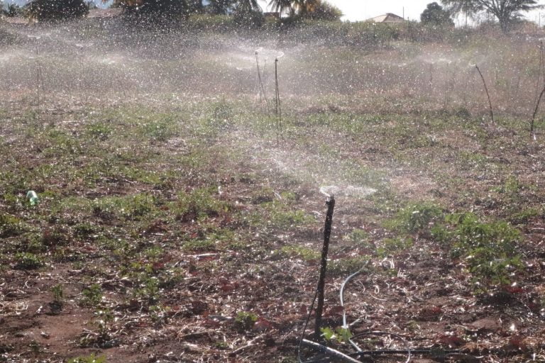 Projeto no Cerrado recupera área de 110 mil campos de futebol