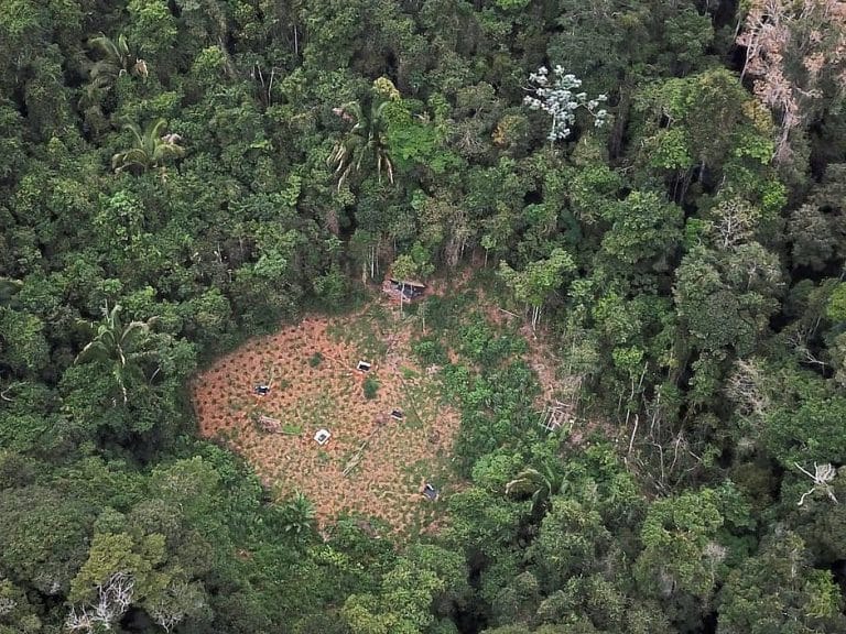 Com uso de drones, polícia encontra roça com 4 toneladas de maconha no Sul da Bahia