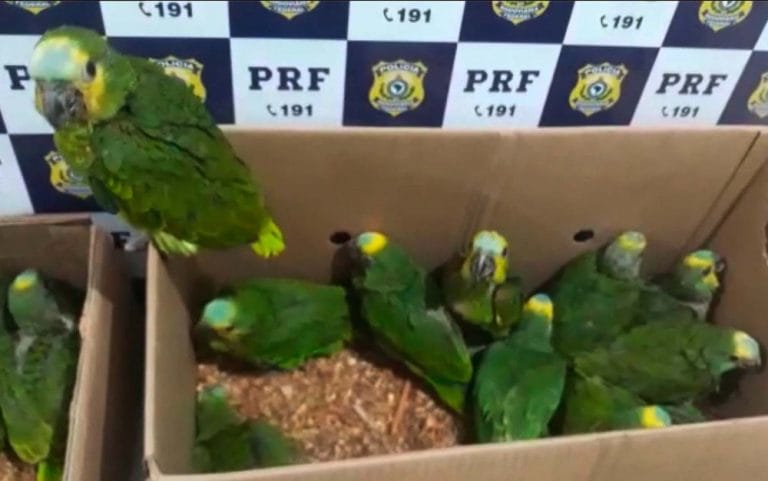 PRF apreende 127 pássaros silvestres em Ibotirama