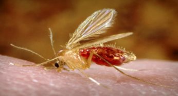Rio notifica cinco casos suspeitos de malária