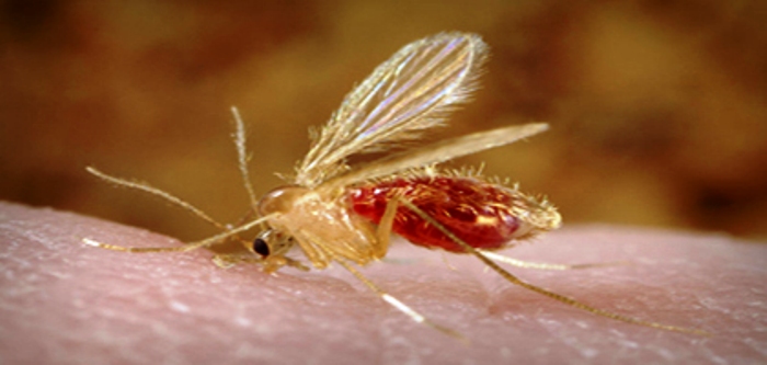 Rio notifica cinco casos suspeitos de malária