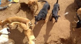 Cães são mantidos em estado precário em canil de Caetité