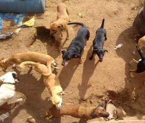 Cães são mantidos em estado precário em canil de Caetité