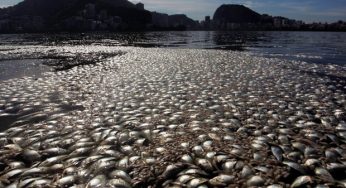 Mais de 20 toneladas de peixes mortos são tiradas da Lagoa no Rio