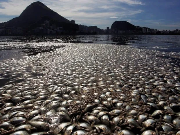 Mais de 20 toneladas de peixes mortos são tiradas da Lagoa no Rio