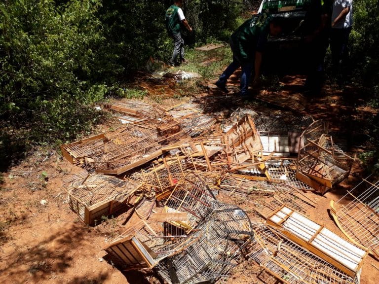Secretaria de Meio Ambiente de Guanambi apreende gaiolas e realiza soltura de 58 pássaros