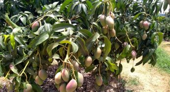 Fruticultura aquece economia na região de Brumado