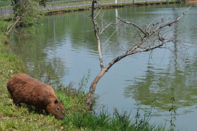 Livro Vermelho da Fauna 2018 registra 1.173 espécies sob risco