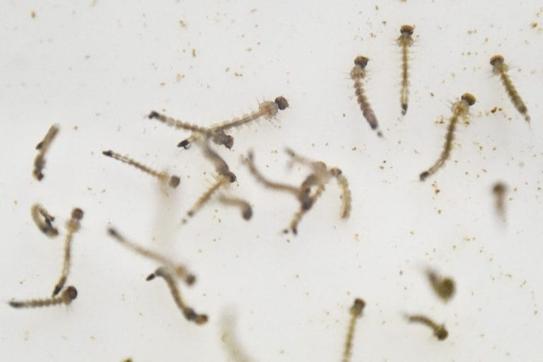 Bahia emite alerta contra dengue após número de casos da doença subir 94%