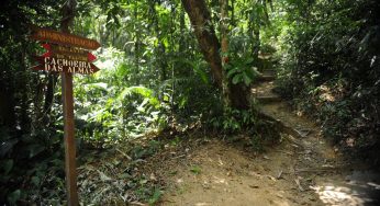 Floresta da Tijuca recebe 200 mudas de plantas em ação de preservação