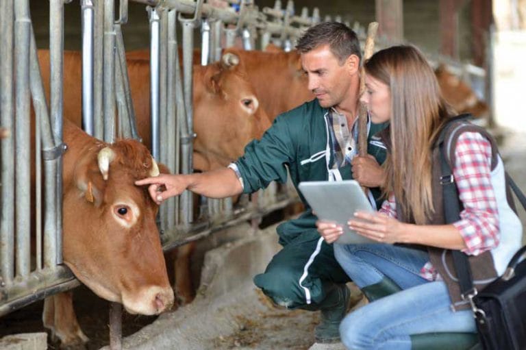 Resolução do CFMV veda inscrição profissional de egressos de cursos a distância de Medicina Veterinária