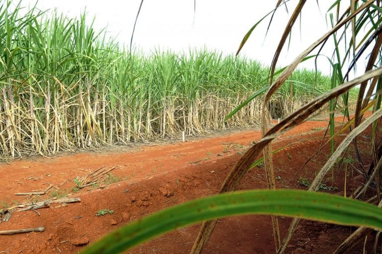 Brasil recorre à OMC por causa de subsídio da Índia ao açúcar