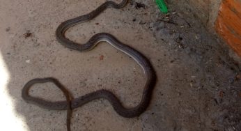 Cobra de quase dois metros é encontrada dentro de residência no bairro Novo Horizonte, em Guanambi