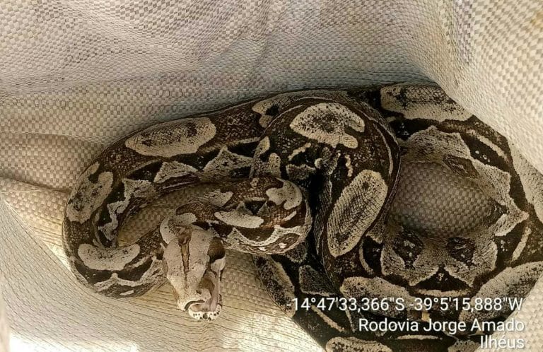 Jiboia com 1,70 metros é encontrada em grade de hospital no sul da Bahia